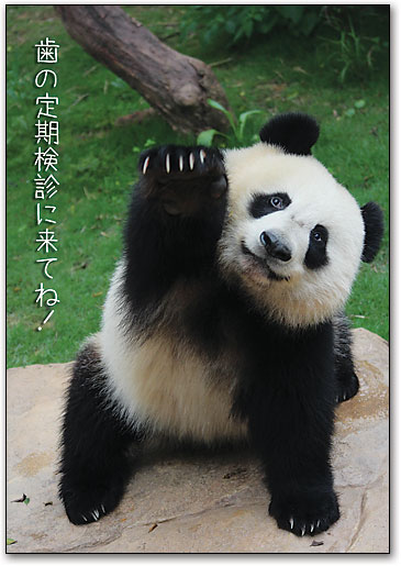 リコールカード　スタンダード　Ｒ７２５ by SmartPractice