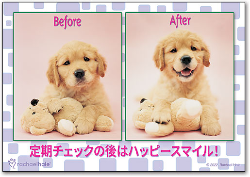 リコールカード　スタンダード　Ｒ７４４ by SmartPractice